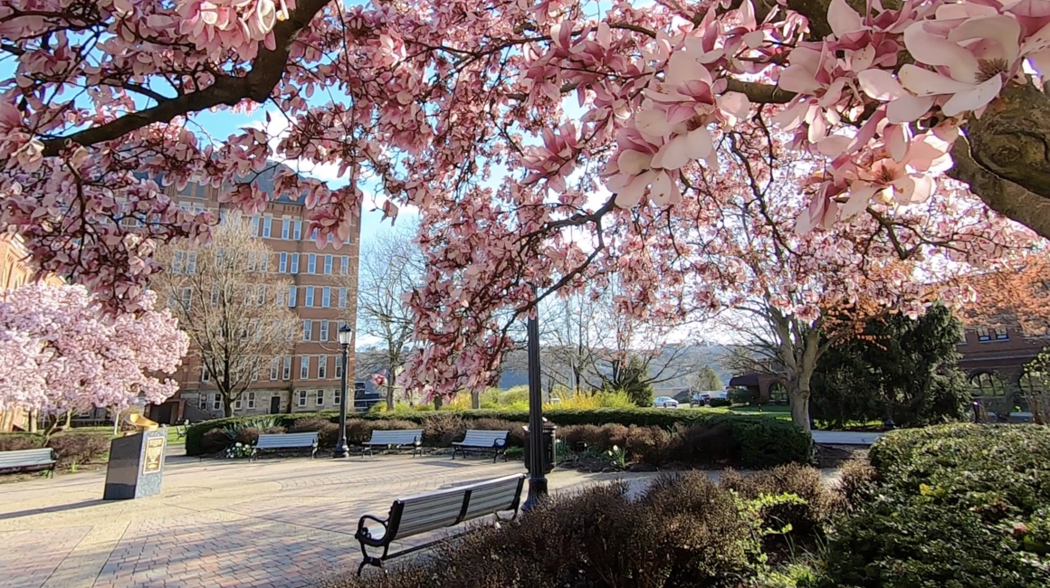 Magnolia trees on campus